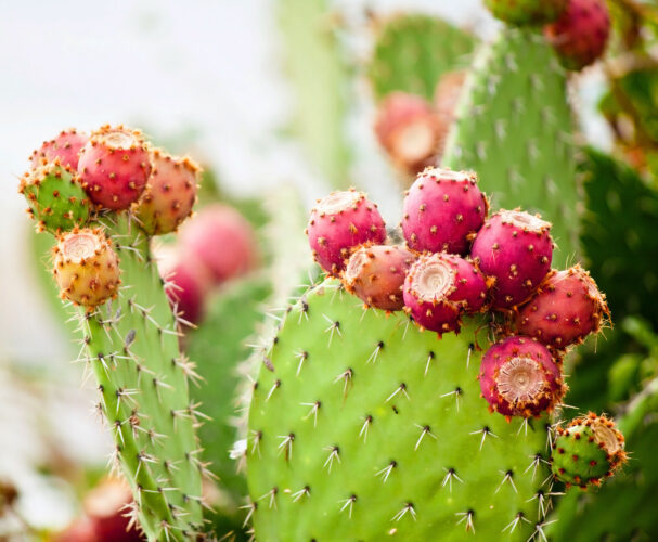 How to Propagate a Prickly Pear Cactus